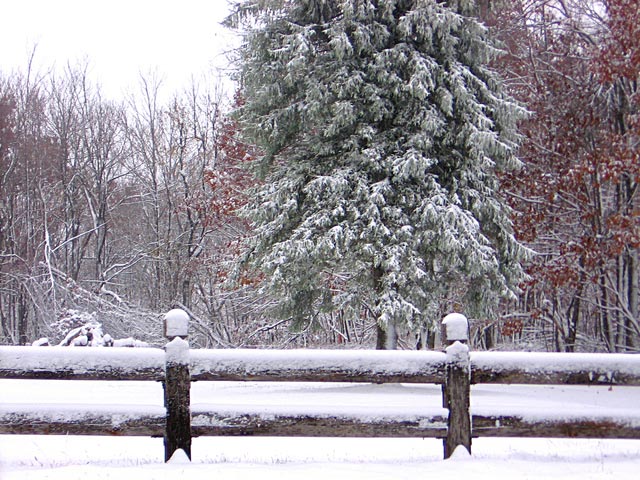 小雪+寒潮，禽畜水產(chǎn)如何應(yīng)對？