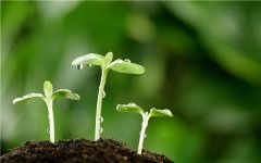 土壤水分速測儀指導農戶大棚灌溉